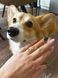 Каблучка срібна Corgi 1110 фото 4