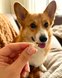 Каблучка срібна Corgi 1110 фото 5